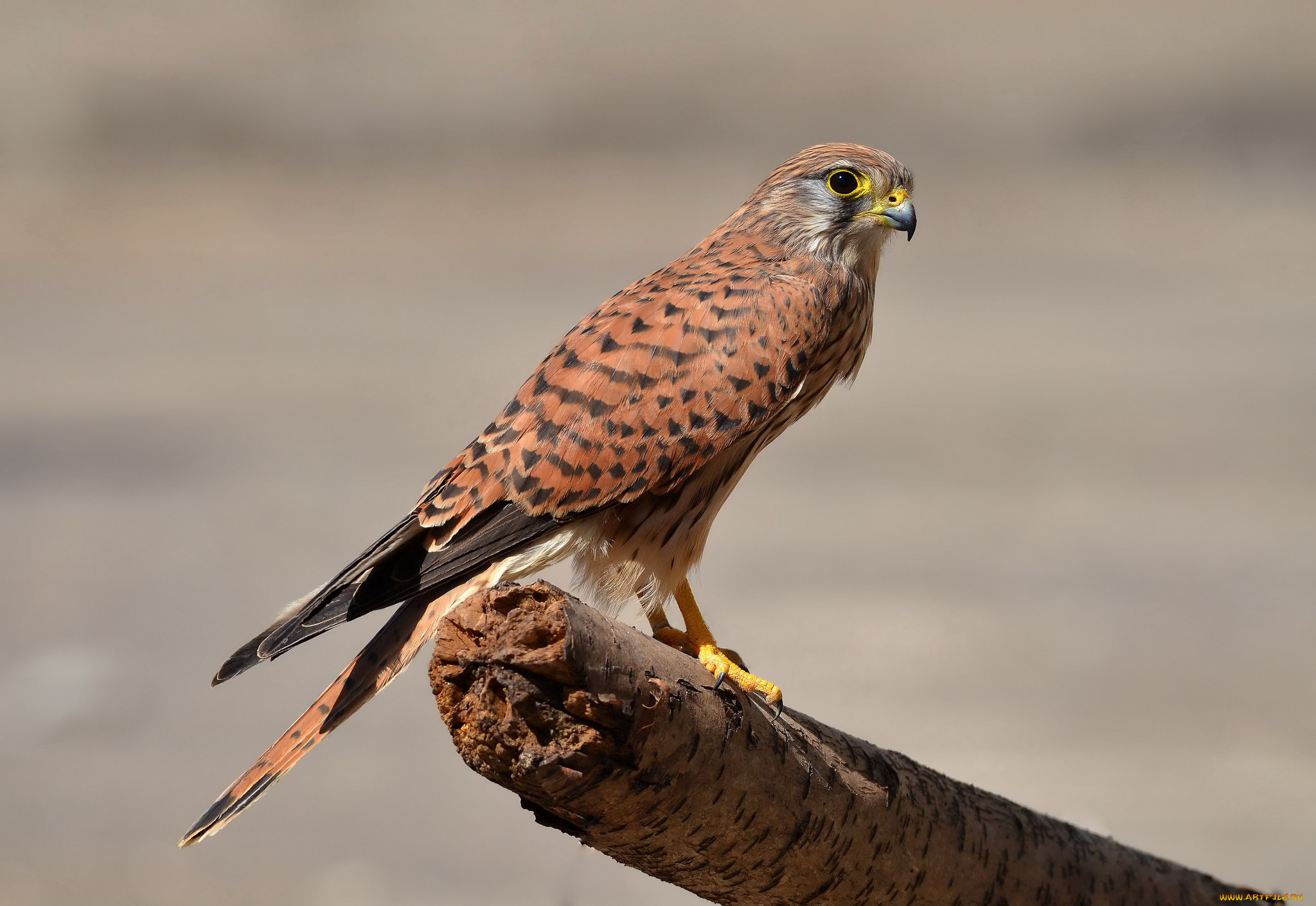 kestrel, ,  - , 